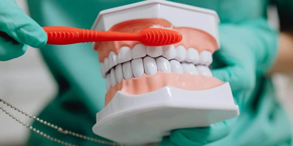Dental professional brushing a plastic teeth model.