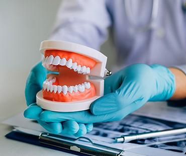 Dental professional holding teeth model.