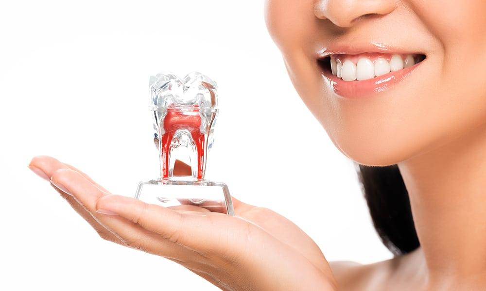 Smiling woman holding a clear tooth model with visible roots for root canal therapy.